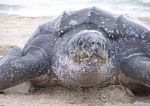 Leatherback. Photo by David Rabon/USFWS