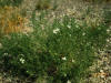 Weeds Meet Their Match in Southeastern New Mexico