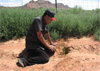 A picture of a demo using Bunchgrass