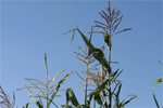 Photograph of Corn Field