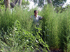 Greg Fenchel demonstrates how weeds can kill riparian restoration specimens.