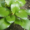 Image of Hosta 