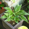 Image of Hosta kikutii