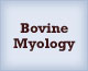 Bovine Myology