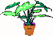 potted house plant