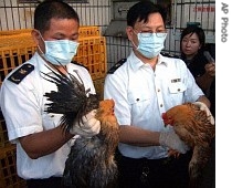 Chinese quarantine department officials check live chickens scheduled to be transported to Hong Kong