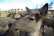 Red deer on Bonnie Brae Farm