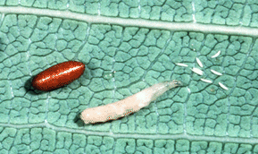 Figure 2. Exotic fruit fly pupa, larva, and eggs