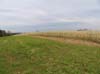 Autumn cornfield, Leicester