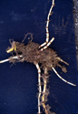 Japanese knotweed root system with rhizomes.