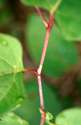 Japanese knotweed stem showing sheath (ochrea) at nodes.