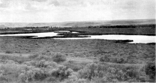 McNary National Wildlife Refuge consists of Burbank Slough, Strawberry Island, and Hanford Islands