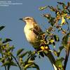 BirdFiles: Northern Mockingbird (Mimus polyglottos)