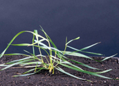 Quackgrass seedling.