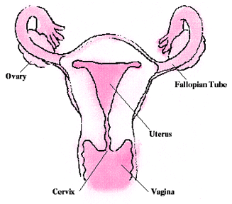 Image of the uterus, showing fallopian tubes, ovaries, cervix, and vagina