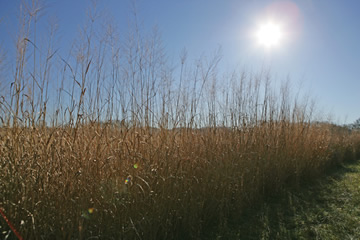 Field of switchgrass