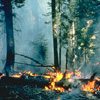 Fire Ecology