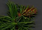 Larix occidentalis photo