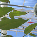 populus trichocarpa in green house