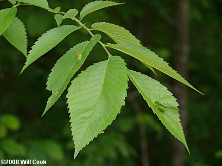 Slippery Elm (Ulmus rubra)