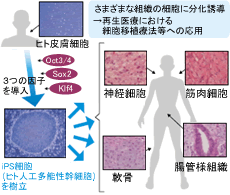 人工多能性幹細胞（iPS細胞）の開発に成功