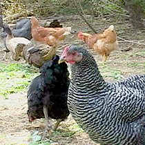 Chickens and Ducks on Anne Cure's farm