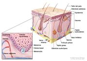 Anatomía de la piel con melanocitos; el dibujo muestra la anatomía de la piel normal, con la epidermis, la dermis, los folículos pilosos, las glándulas sudoríparas, los tallos del pelo, las venas, las arterias, el tejido graso, los nervios, los vasos linfáticos, las glándulas sebáceas y el tejido subcutáneo. La ampliación muestra las capas de células escamosas y de células basales de la epidermis sobre la dermis con vasos capilares. Se muestra la melanina en las células. Se muestra un melanocito en la capa de las células basales en la parte más profunda de la epidermis.