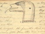 William Clark (1770-1838), Head of a Vulture '(California condor),' February 17, 1806.  Copyprint of journal illustration. Courtesy of the Missouri Historical Society, St Louis (74A)
