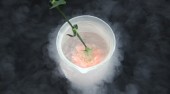 A carnation in liquid nitrogen.