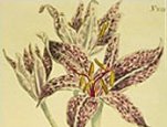 Colchicine, a treatment for gout, was originally derived from the stem and seeds of the meadow saffron (autumn crocus). Illustration: National Agriculture Library, ARS, USDA.