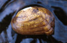 combshell mussel