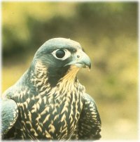 Peregrine Falcon