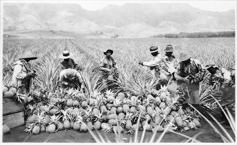 Workers are in a field harvesting pineapples which are piled high at the forefront of the photograph.  Mountains are in the background. 