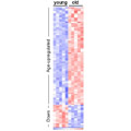 Activity readout of sirtuin-controlled genes (red, low; blue, high) showing major differences between young and old mice. Courtesy of Philipp Oberdoerffer and Tom Prolla.