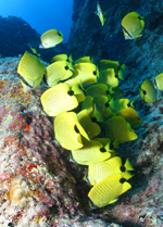 yellow fish