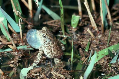 Male Houston Toad Calling