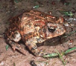 Houston Toad Photograph