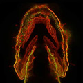 Glowing Glycans. Courtesy of chemical biologist Carolyn Bertozzi, University of California, Berkeley.