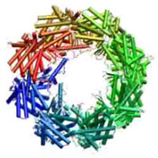 Folding Proteins. The lid of this barrel-shaped molecule opens and closes to control how proteins fold into the unique shapes that determine their function. Image courtesy of Judith Frydman.
