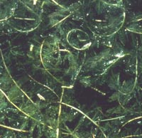 Dense growth habit of Eurasian Milfoil