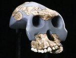 Reconstructive work displays what the 2.5 million year old skull of Australopithecus garhi likely have looked like.
