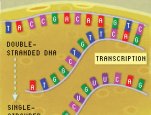 Cells use the two-step process of transcription and translation to read each gene and produce the string of amino acids that makes up a protein.