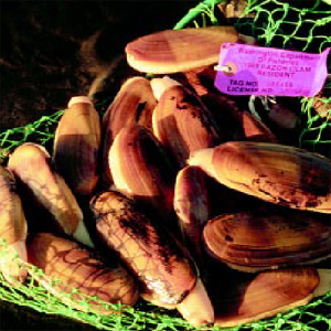 Photograph of razor clams.