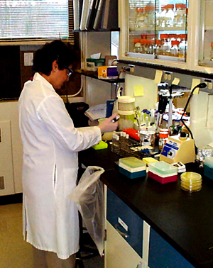 Scientist conducting research on Vibrio species. The majority of seafood-related bacterial infections in humans are due to Vibrio species, bacteria which cause severe  gastroenteritis in healthy individuals who consume affected shellfish and in some cases death.  Vibrio species have certain characteristics which enable them to colonize shellfish and cause disease.  As part of NOAA’s OHH initiative, scientists will conduct research to understand how bacteria accumulate and are retained in shellfish and fish, develop tools to identify the risks that contaminated shellfish pose to consumers, and develop methods to forecast and mitigate threats to human health.