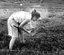 harvesting berries causes back strain when using a traditional rake