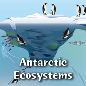 antarctic ecosystems