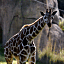 S.F. Zoo Sells Female Giraffe To Six Flags