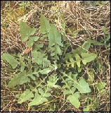 Diffuse knapweed, rosette stage.