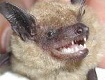Image of Big brown bat, Eptesicus fuscus