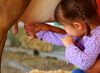 Girl milking cow.